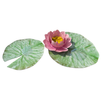 Water Lily Png Image