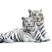 White Tiger Png