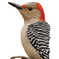 Woodpecker Png