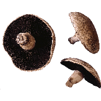 Mushroom Png Image
