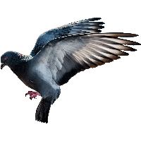Pigeon Png Image
