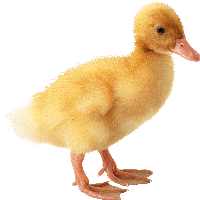Little Yellow Duck Png Image