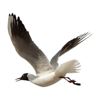 Ocean Birds PNG Image High Quality
