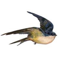 Fairy Bird HQ Image Free PNG