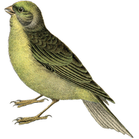 Fairy Bird Free PNG HQ