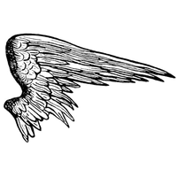Half Wings Picture Free Download Image