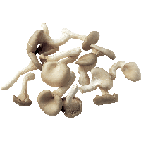 Mushroom Png Image