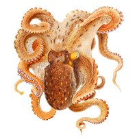 Octopus Image Free Download PNG HD