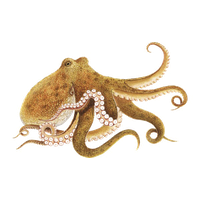 Octopus Picture Free HD Image
