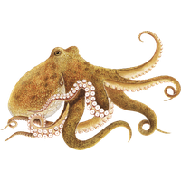 Octopus PNG Image High Quality