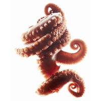 Octopus Tentacles Download HQ PNG