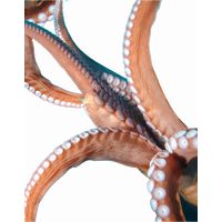 Octopus Tentacles Image PNG Free Photo