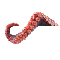 Octopus Tentacles Free PNG HQ