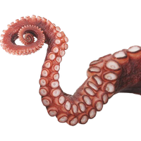 Octopus Tentacles Photos HD Image Free PNG