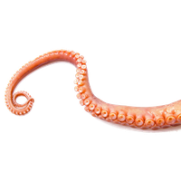 Octopus Tentacles Image Free Transparent Image HD