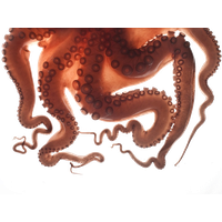 Octopus Tentacles PNG Download Free