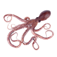 Octopus Toy PNG Free Photo