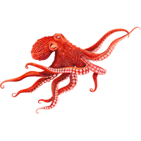 Octopus HD Image Free PNG