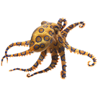 Octopus PNG File HD