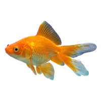 Goldfish Free Download PNG HD