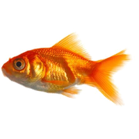 Goldfish Image Free Download PNG HQ