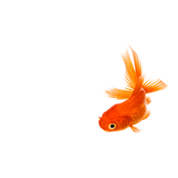 Goldfish Free HQ Image