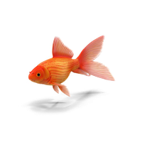 Goldfish Download Free Image