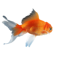 Goldfish Free Download PNG HQ