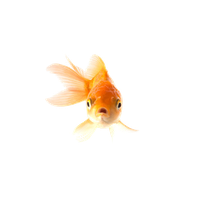 Goldfish Picture HD Image Free PNG