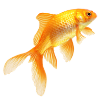 Goldfish Free Transparent Image HD