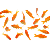 Goldfish Picture Free Download PNG HQ