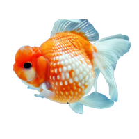 Goldfish Download Free PNG HQ