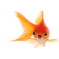 Goldfish Free Transparent Image HQ