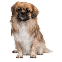 Small Puppy Png Image Picture Download Dogs