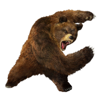 Bear Png 5