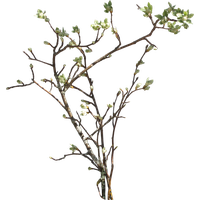 Branch Png Picture