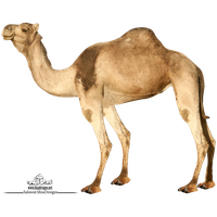Camel Png 3
