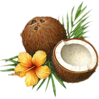 Coconut Png Picture