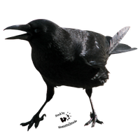 Crow Free Png Image