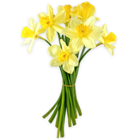 Daffodils Png