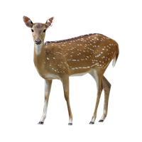 Deer Png Clipart