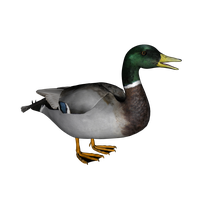 Duck Png 2