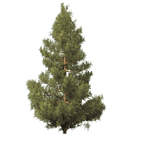 Fir-Tree Picture