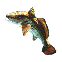 Fish Png 13