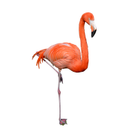 Flamingo Png Clipart
