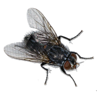 Fly Png 3