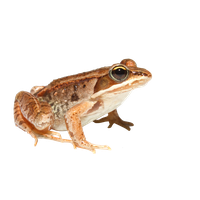 Frog Png 5