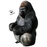 Gorilla Png