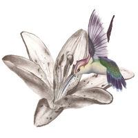 Hummingbird Tattoos Free Png Image
