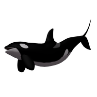 Killer Whale Png Image